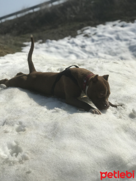 Amerikan Staffordshire Terrier, Köpek  Şila fotoğrafı