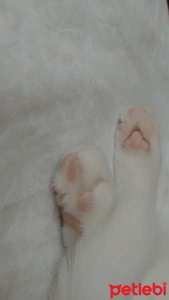 Ankara Kedisi, Kedi  Nazlı fotoğrafı