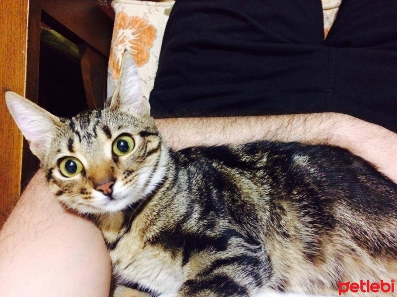 Tekir Kedi, Kedi  zilli fotoğrafı