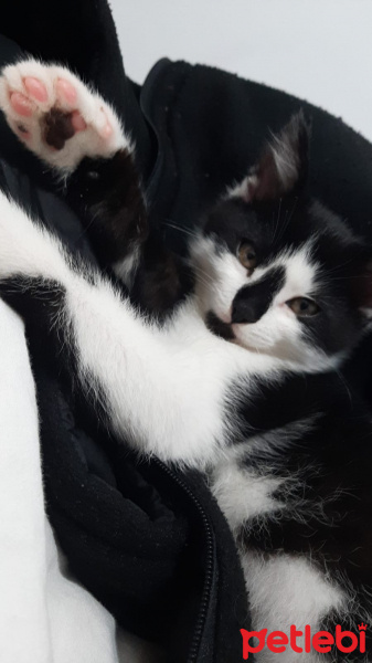 Tekir Kedi, Kedi  Şans fotoğrafı