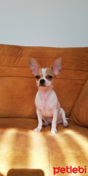 Chihuahua, Köpek  Madu fotoğrafı