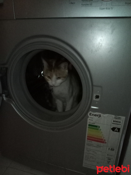 Tekir Kedi, Kedi  Sushi fotoğrafı