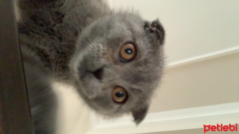 Scottish Fold, Kedi  Loki fotoğrafı