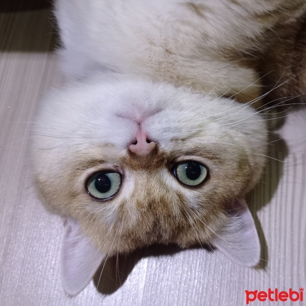 British Shorthair, Kedi  Tarçın fotoğrafı
