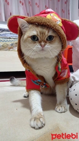 British Shorthair, Kedi  Tarçın fotoğrafı