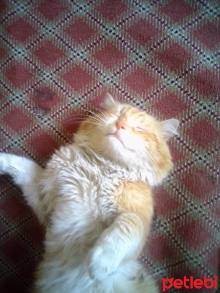 Sarman, Kedi  Tarçın bey fotoğrafı