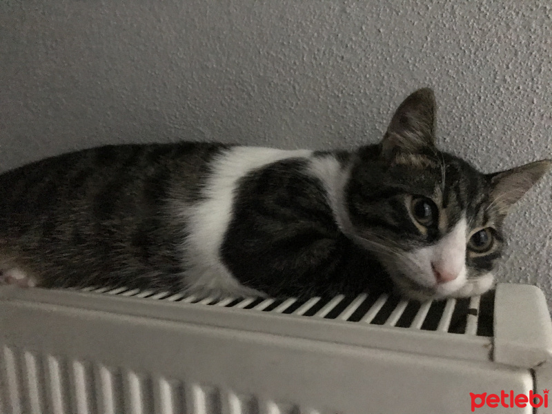 Tekir Kedi, Kedi  Çiko fotoğrafı