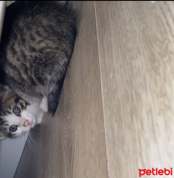 Tekir Kedi, Kedi  Minik fotoğrafı