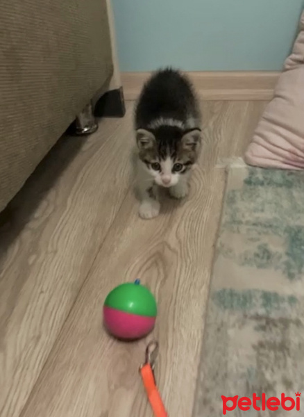 Tekir Kedi, Kedi  Minik fotoğrafı