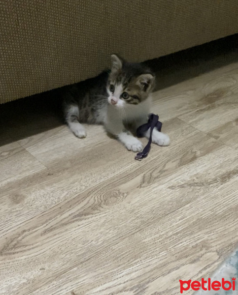 Tekir Kedi, Kedi  Minik fotoğrafı