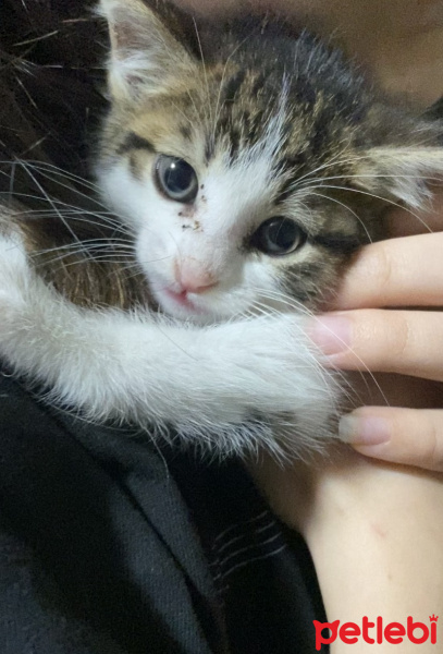 Tekir Kedi, Kedi  Minik fotoğrafı