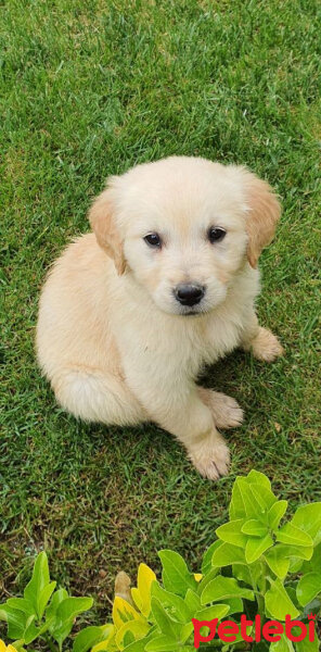 Golden Retriever, Köpek  Bal fotoğrafı