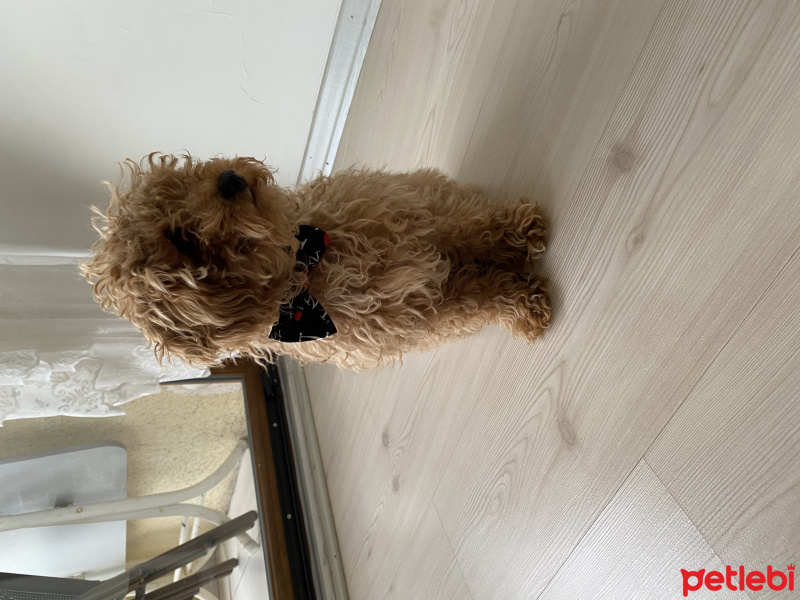 Poodle (Minyatür Kaniş), Köpek  Mex fotoğrafı