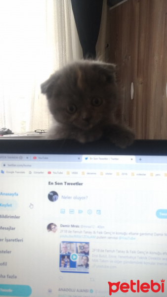 British Shorthair, Kedi  Balım fotoğrafı