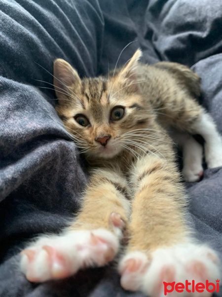 Tekir Kedi, Kedi  Alicia Baskara fotoğrafı