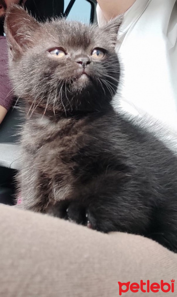 British Shorthair, Kedi  Zeytin fotoğrafı