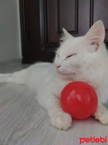 Ankara Kedisi, Kedi  pamuk fotoğrafı