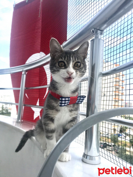 Tekir Kedi, Kedi  Şirin fotoğrafı