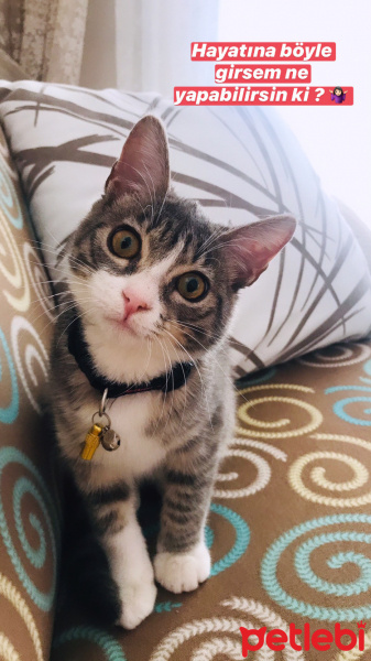 Tekir Kedi, Kedi  Şirin fotoğrafı