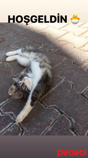 Tekir Kedi, Kedi  Şirin fotoğrafı