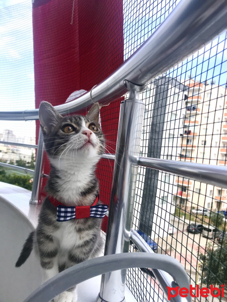 Tekir Kedi, Kedi  Şirin fotoğrafı