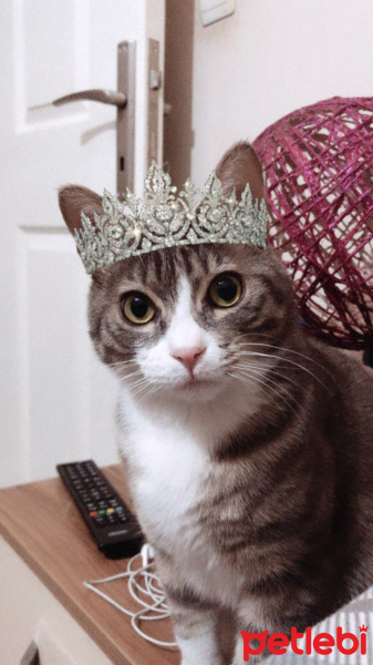 Tekir Kedi, Kedi  Şirin fotoğrafı