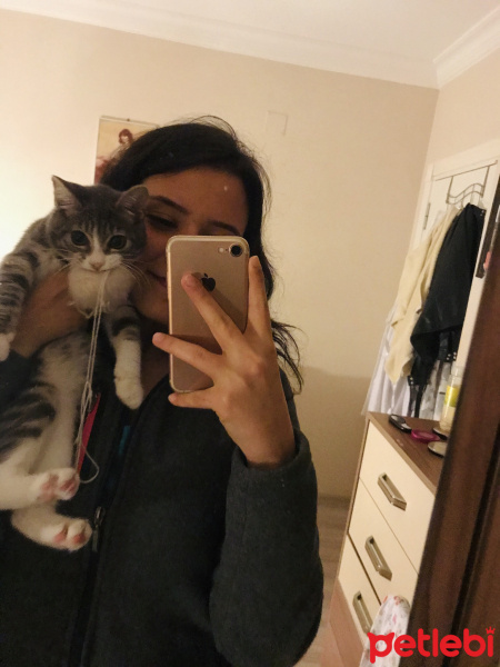 Tekir Kedi, Kedi  Şirin fotoğrafı