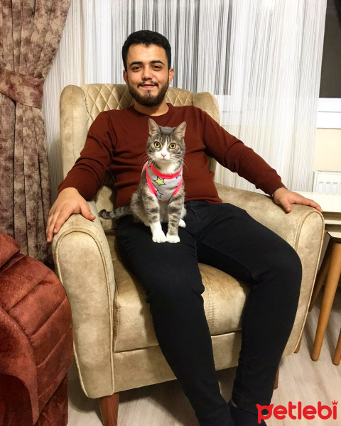 Tekir Kedi, Kedi  Şirin fotoğrafı