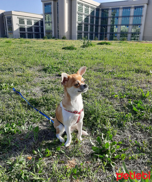 Chihuahua, Köpek  Daisy fotoğrafı