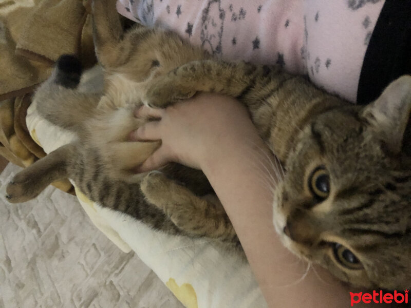 British Shorthair, Kedi  Venüs fotoğrafı