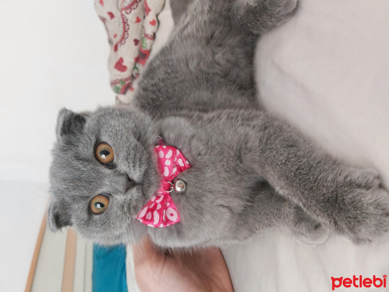 Scottish Fold, Kedi  Sasha fotoğrafı