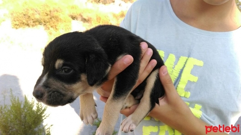 Sokö (Sokak Köpeği), Köpek  Yavru 1 fotoğrafı