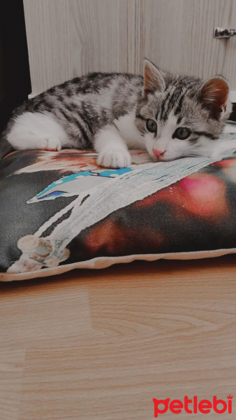 Tekir Kedi, Kedi  Romeo fotoğrafı