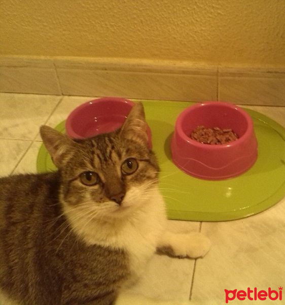 Tekir Kedi, Kedi  Leydi fotoğrafı