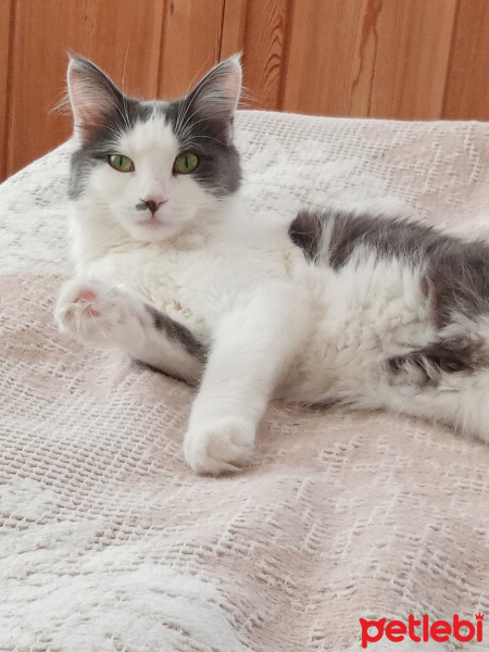Tekir Kedi, Kedi  Pamuk fotoğrafı