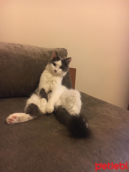 Tekir Kedi, Kedi  Pamuk fotoğrafı