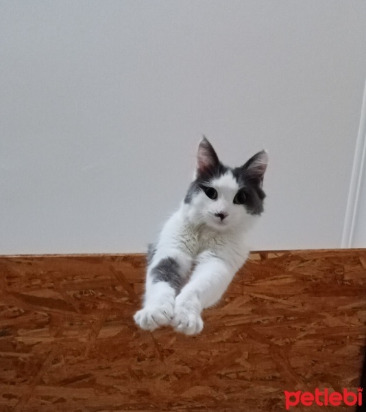 Tekir Kedi, Kedi  Pamuk fotoğrafı