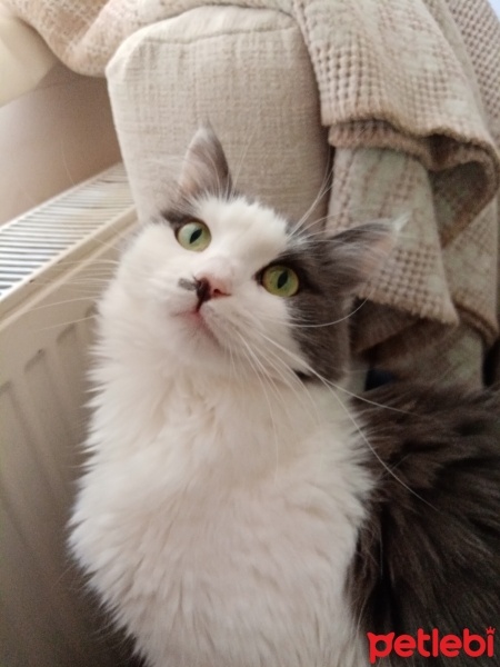 Tekir Kedi, Kedi  Pamuk fotoğrafı