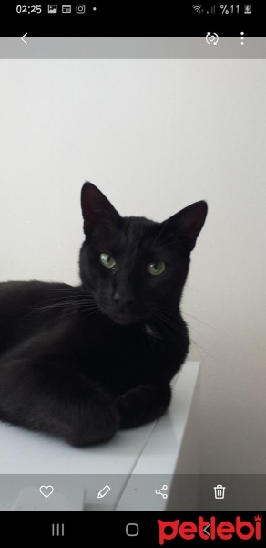 Bombay, Kedi  Karam fotoğrafı