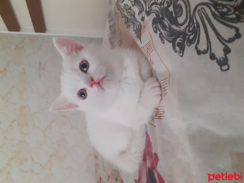 British Shorthair, Kedi  Mila fotoğrafı