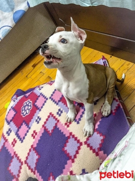 Amerikan Pitbull Terrier, Köpek  Sherlock fotoğrafı