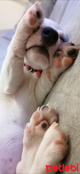 Jack Russell Terrier, Köpek  Çilek fotoğrafı