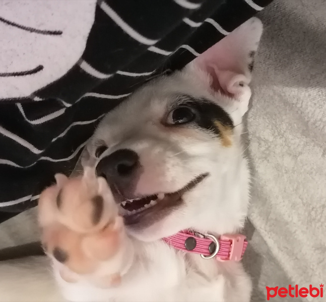 Jack Russell Terrier, Köpek  Çilek fotoğrafı