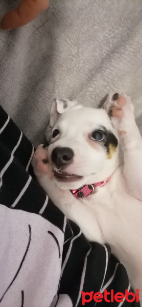 Jack Russell Terrier, Köpek  Çilek fotoğrafı