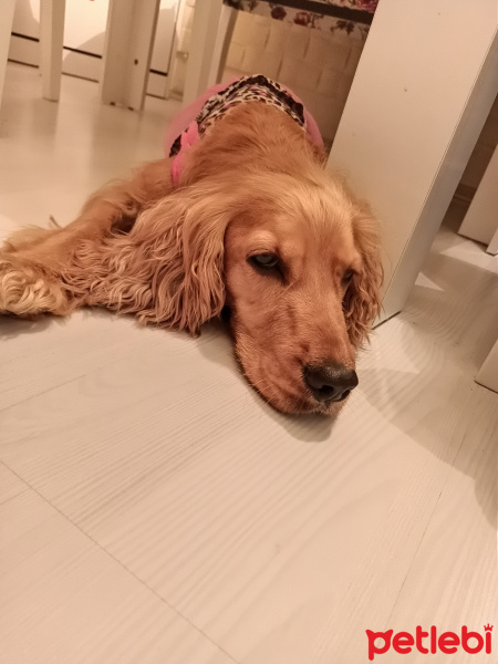 İngiliz Cocker Spaniel, Köpek  Cookie fotoğrafı
