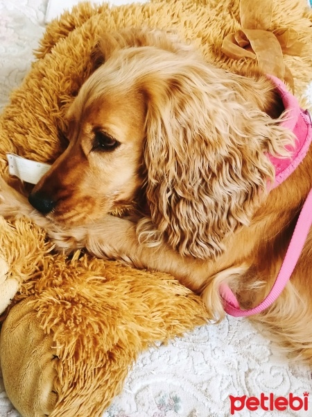 İngiliz Cocker Spaniel, Köpek  Cookie fotoğrafı