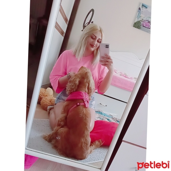İngiliz Cocker Spaniel, Köpek  Cookie fotoğrafı