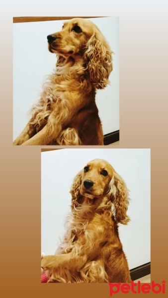 İngiliz Cocker Spaniel, Köpek  Cookie fotoğrafı