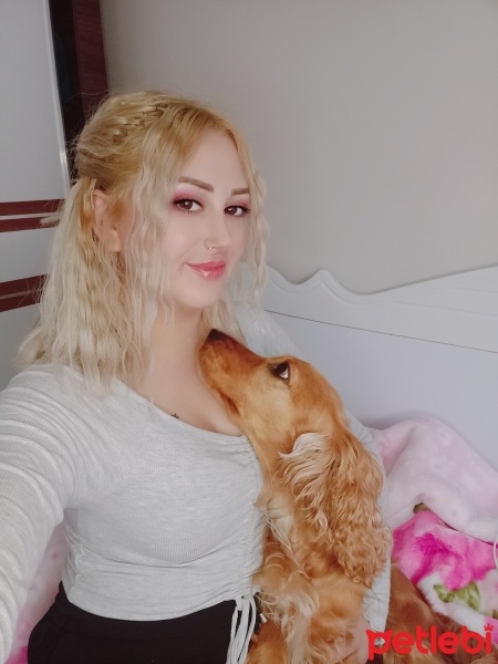 İngiliz Cocker Spaniel, Köpek  Cookie fotoğrafı