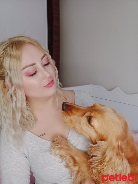 İngiliz Cocker Spaniel, Köpek  Cookie fotoğrafı